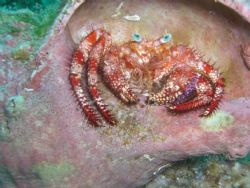 Hermit Crab - West Palm Beach by Mark Hoevenaars 